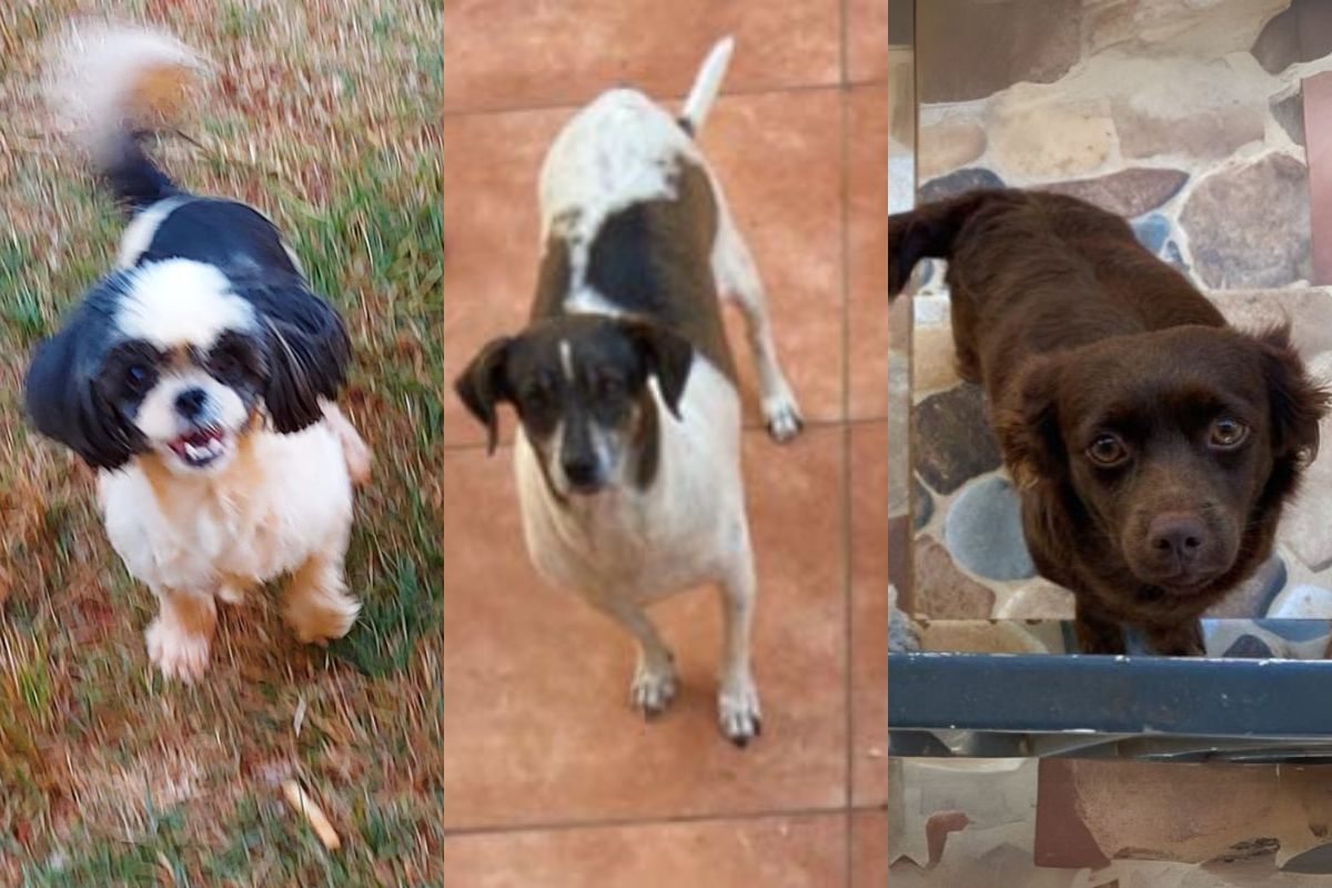 Detalhes sobre a morte de cachorros após ataque de abelhas em Anápolis: ‘está sendo horrível’