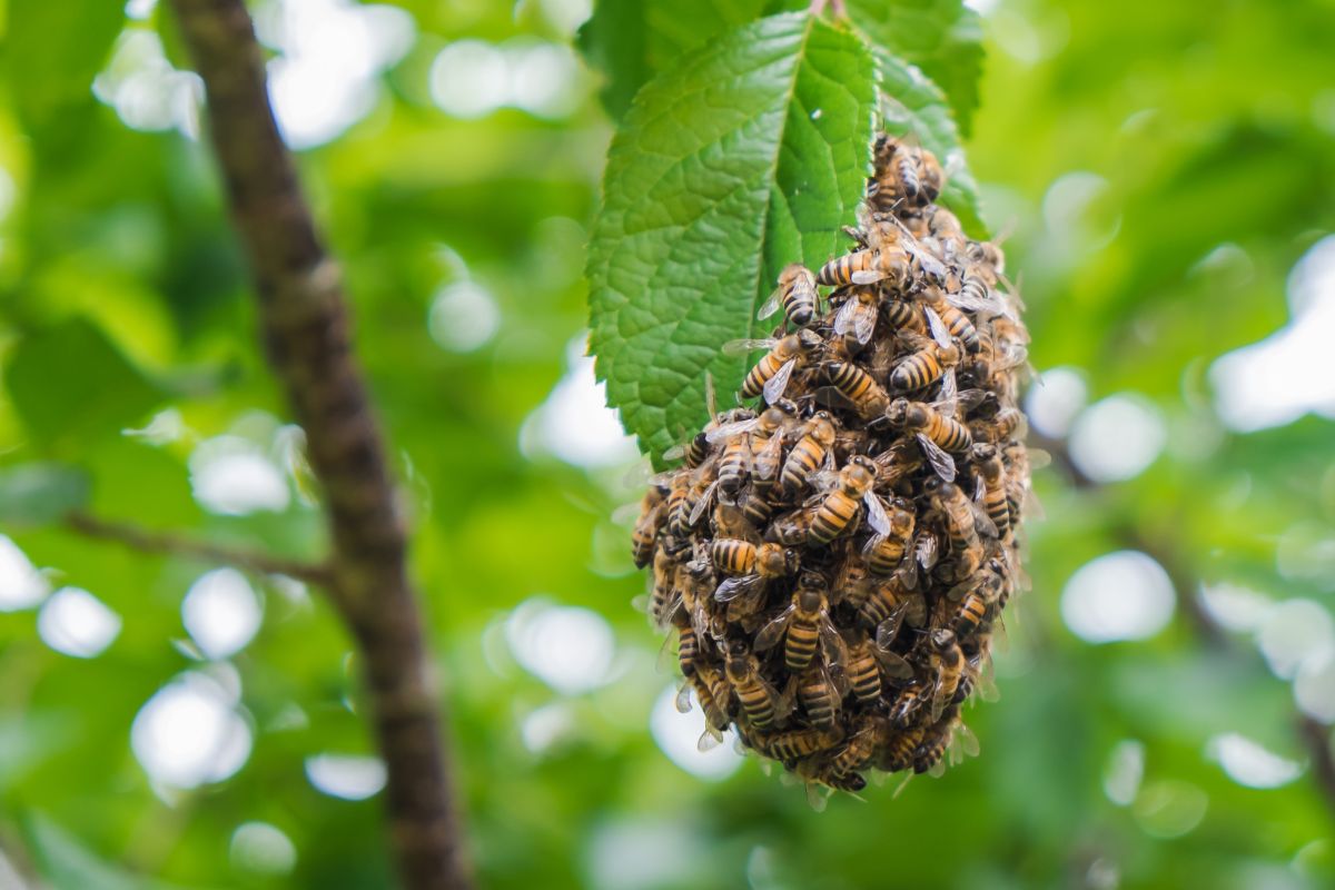 Colmeia de abelhas. (Foto: Canva)