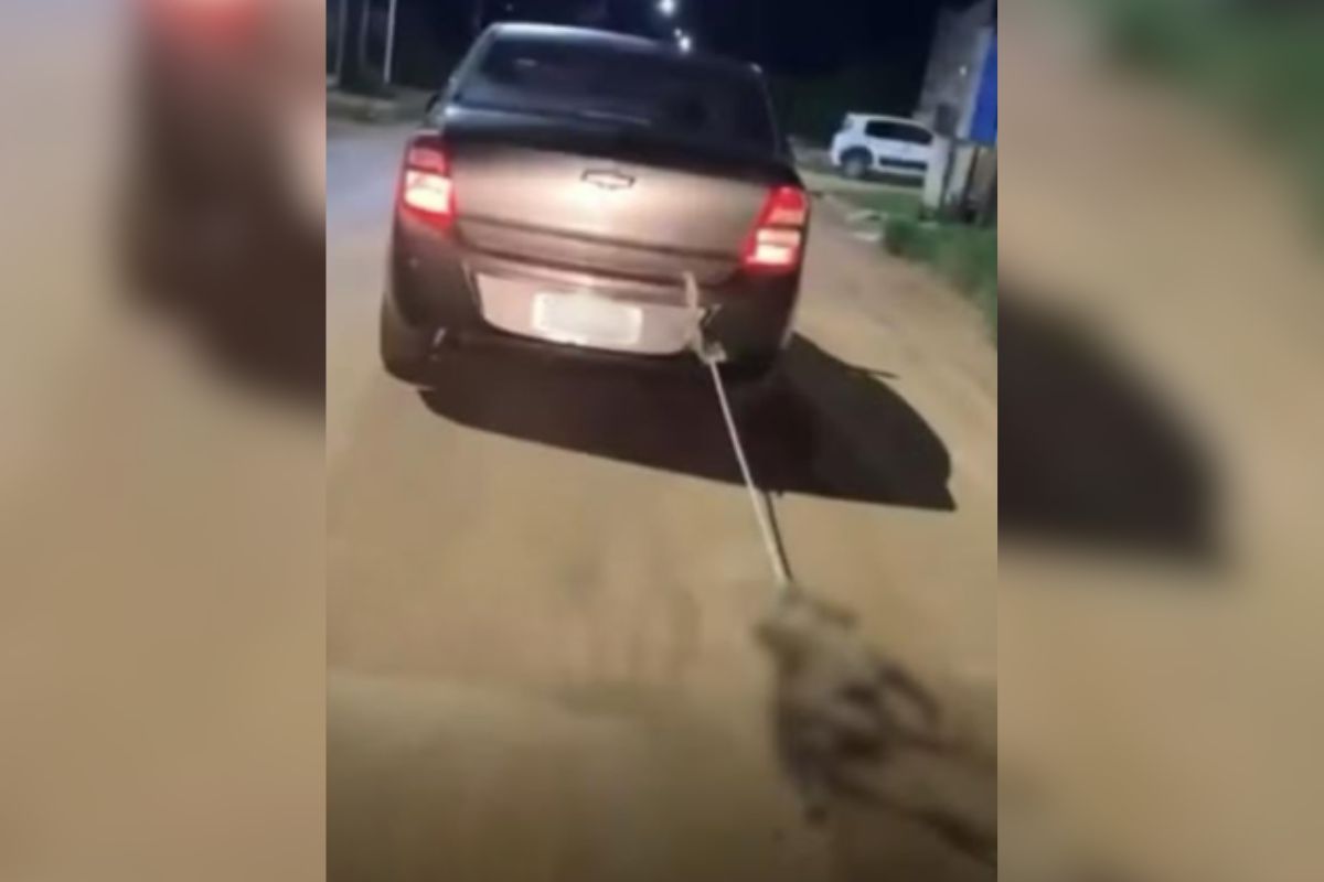 Preso suspeito de matar cachorro a marteladas e arrastá-lo com carro em Águas Lindas de Goiás