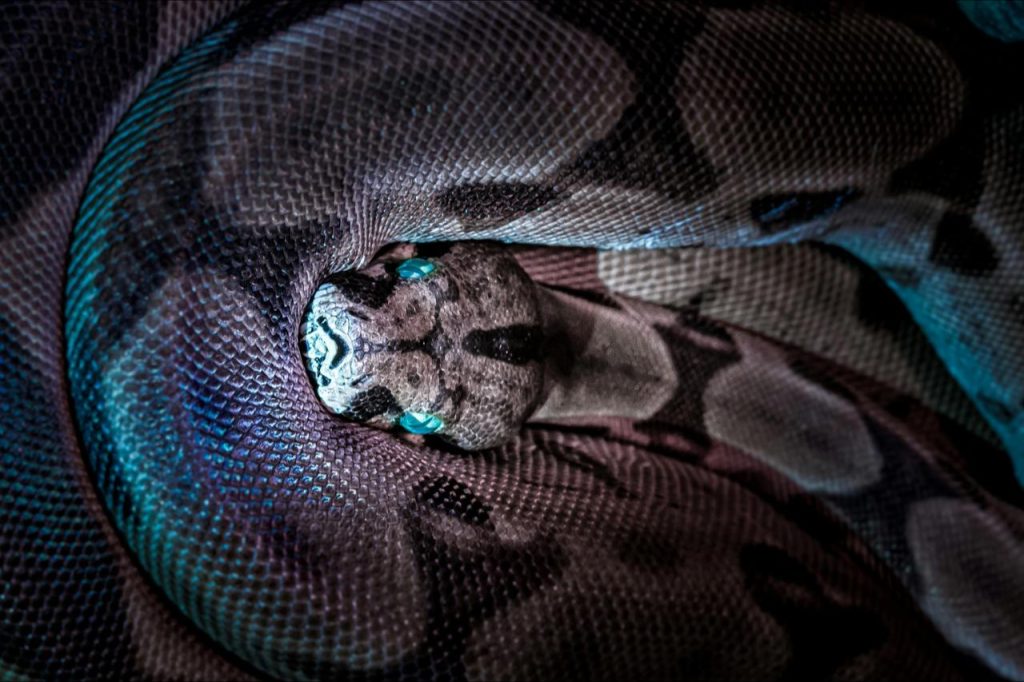 Cientistas brasileiros descobrem que nova espécie de cobra pode ser a maior do mundo