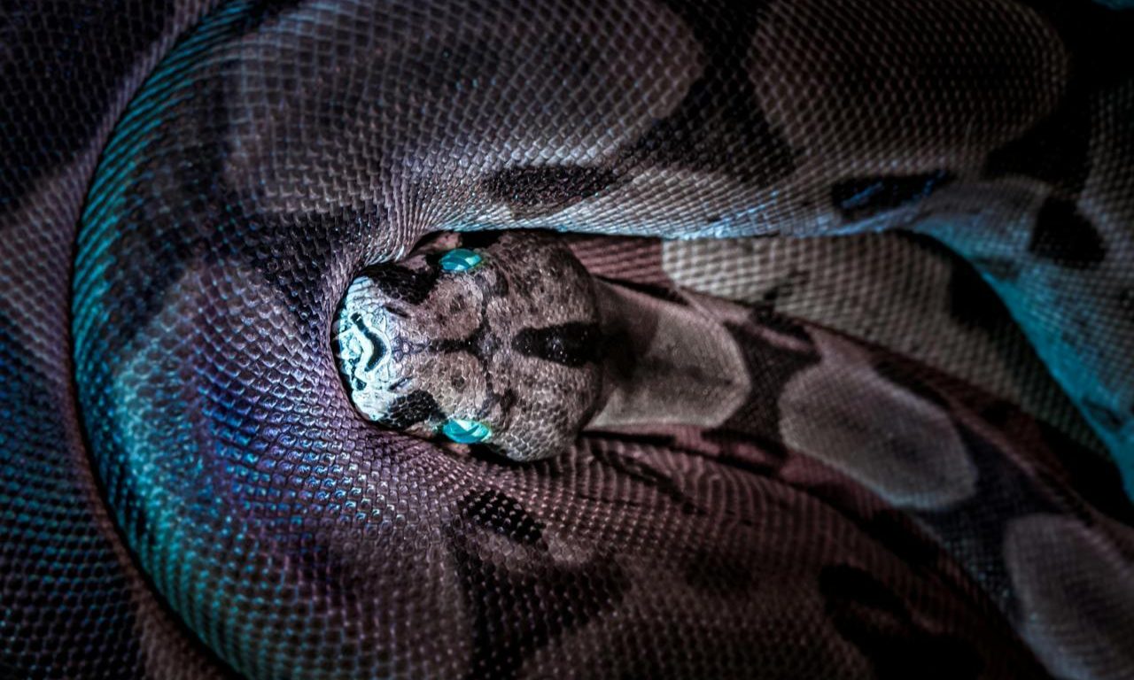 Cientistas brasileiros descobrem que nova espécie de cobra pode ser a maior do mundo