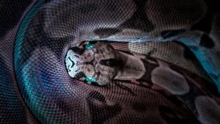 Cientistas brasileiros descobrem que nova espécie de cobra pode ser a maior do mundo