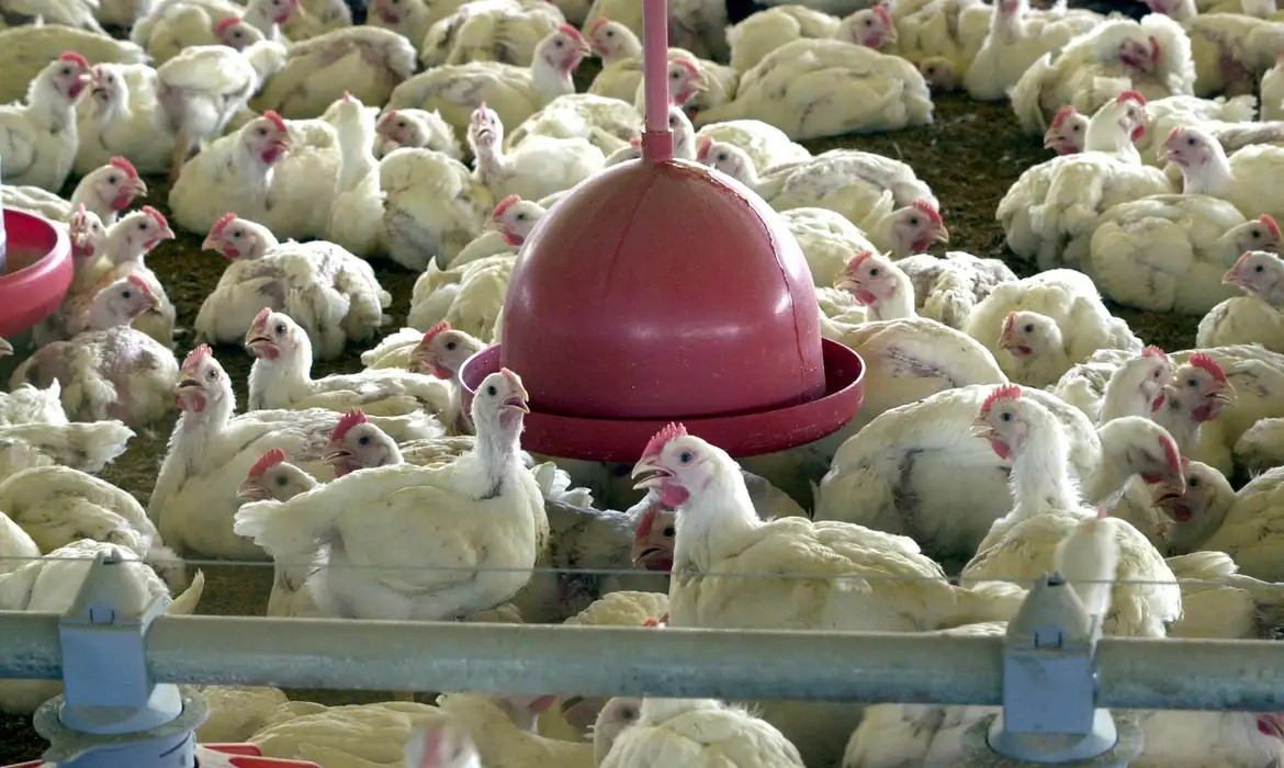 FAO: caso de gripe aviária no Brasil marca nova etapa do vírus