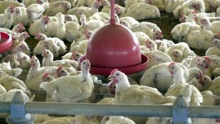 Gripe aviária é um risco no Brasil. (Foto: Arquivo/Agência Brasil)