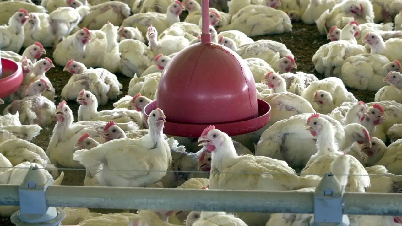 Gripe aviária é um risco no Brasil. (Foto: Arquivo/Agência Brasil)
