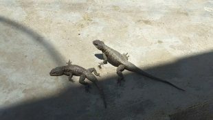 Aparecem muitas lagartixas na sua casa? Descubra o que isso significa
