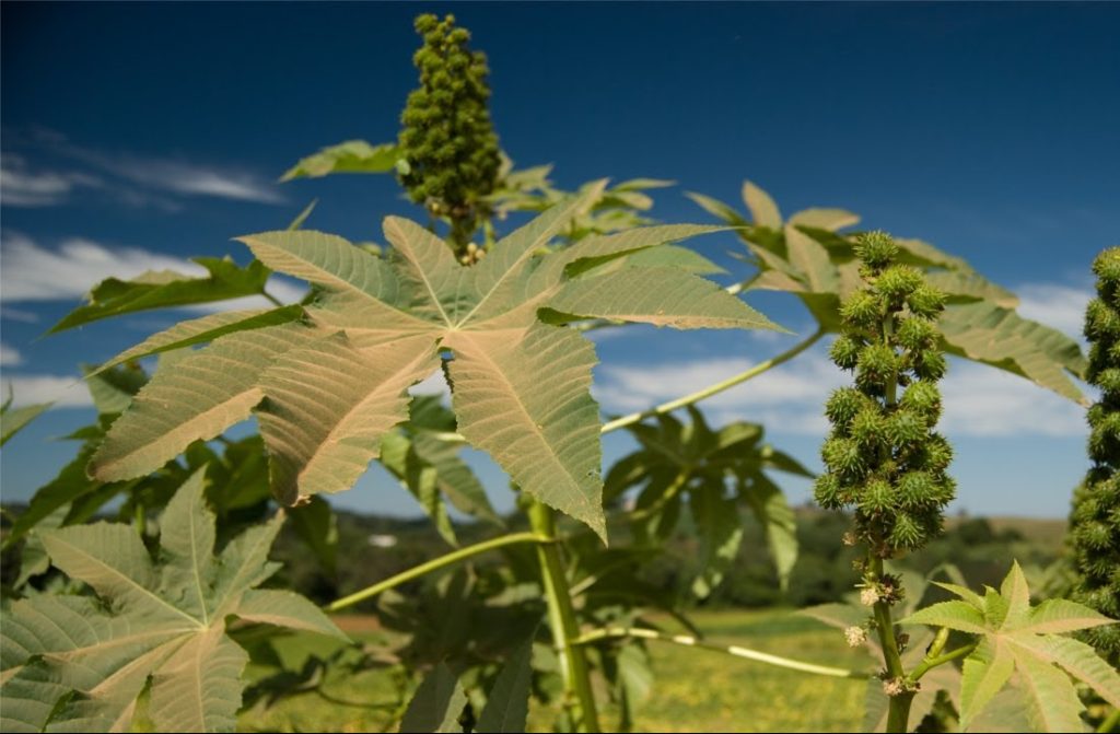 Todo mundo já viu esse fruto, mas poucos sabem o risco que ele oferece