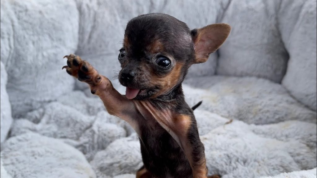 Essa é a frequência ideal para dar banho no seu cachorro