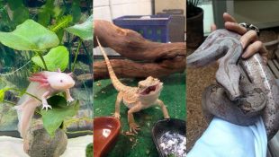 pets exóticos