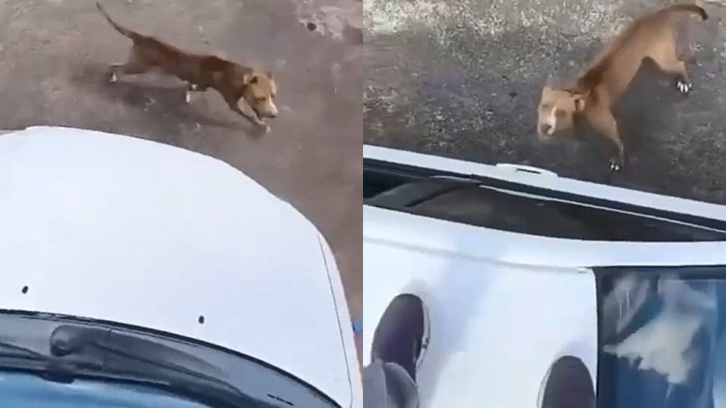 Pitbull perseguiu o entregador. (Foto: Reprodução/Redes Socias)