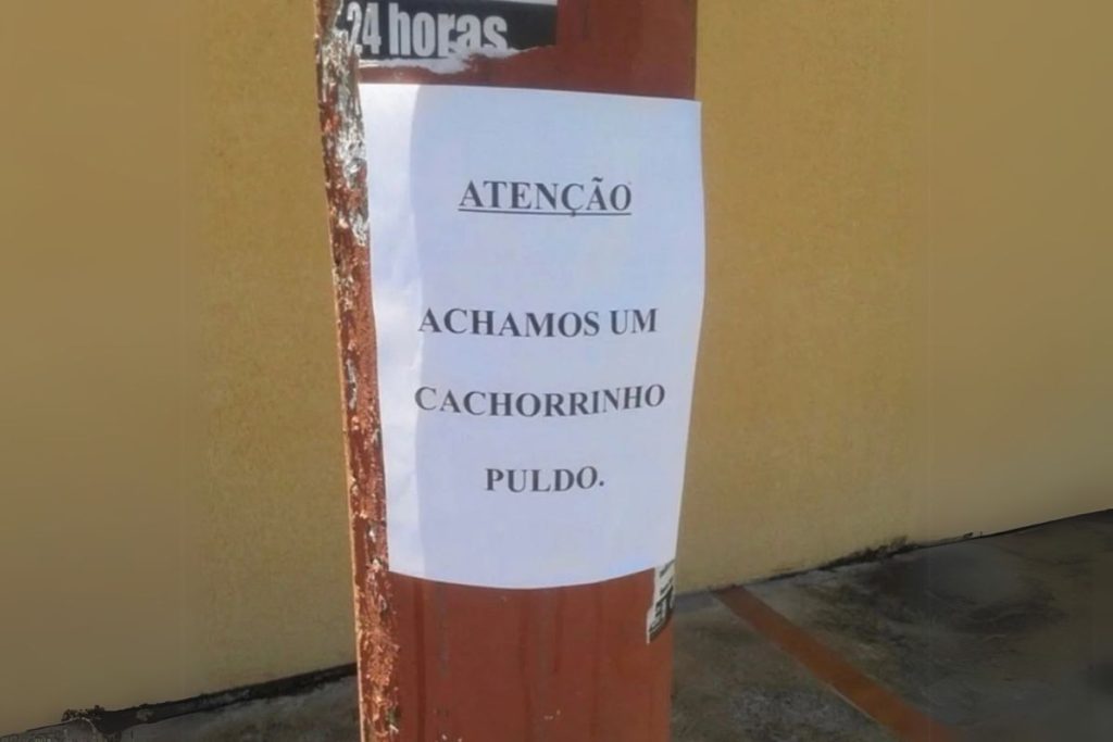 Placa chama atenção com raça “diferente” de cachorrinho