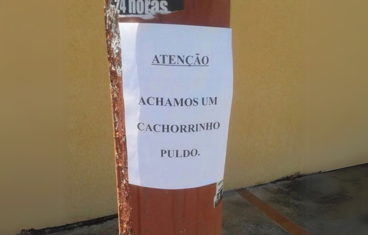 Placa chama atenção com raça “diferente” de cachorrinho