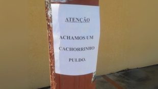 Placa chama atenção com raça “diferente” de cachorrinho