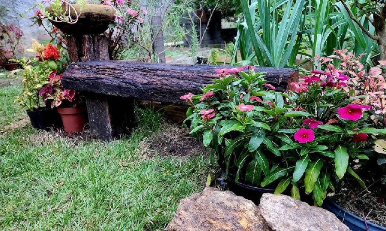 Cuidado! Essas plantas podem fazer o seu quintal virar um paraíso de carrapatos