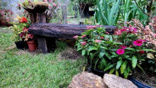 Cuidado! Essas plantas podem fazer o seu quintal virar um paraíso de carrapatos
