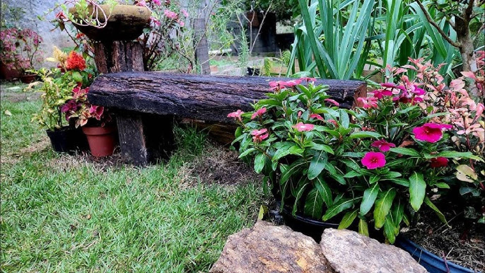 Cuidado! Essas plantas podem fazer o seu quintal virar um paraíso de carrapatos