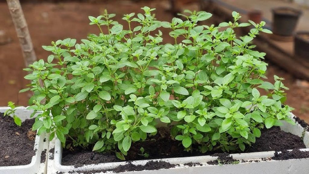 6 plantas que dão sorte e eliminam de vez a má energia jogada na sua casa