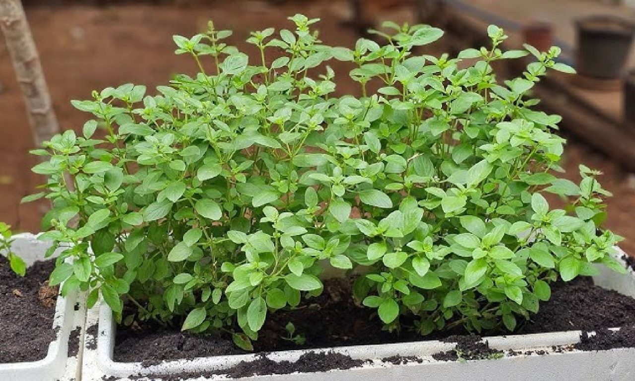 6 plantas que dão sorte e eliminam de vez a má energia jogada na sua casa