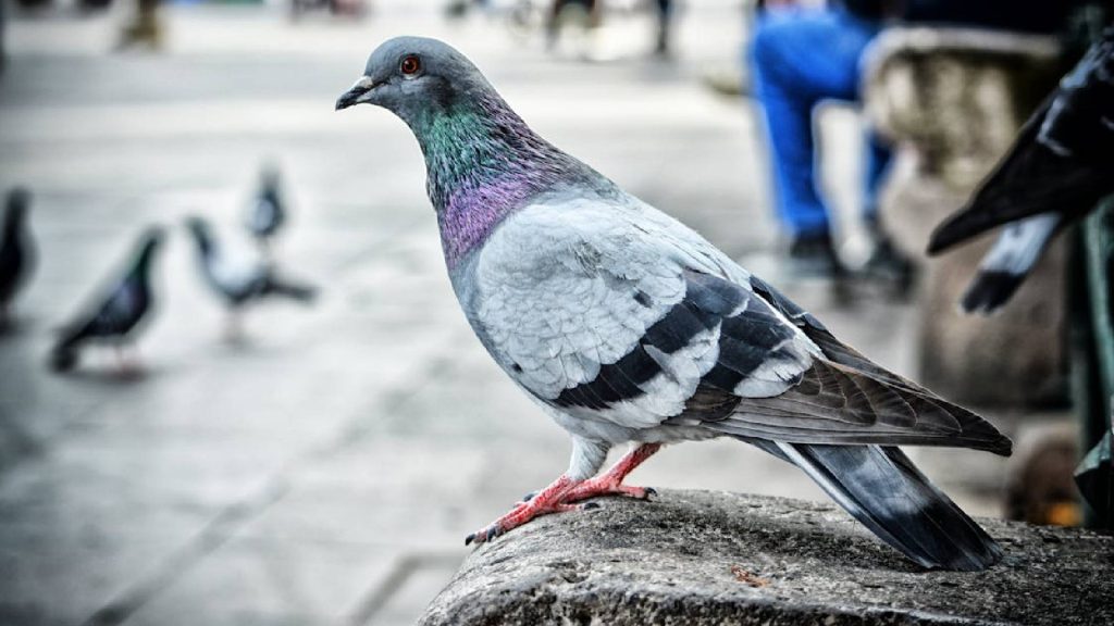 Dicas simples para manter os pombos longe do quintal de casa