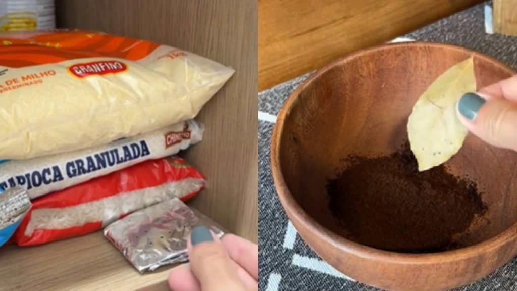 Truque rápido e fácil para se livrar das formigas dentro de casa