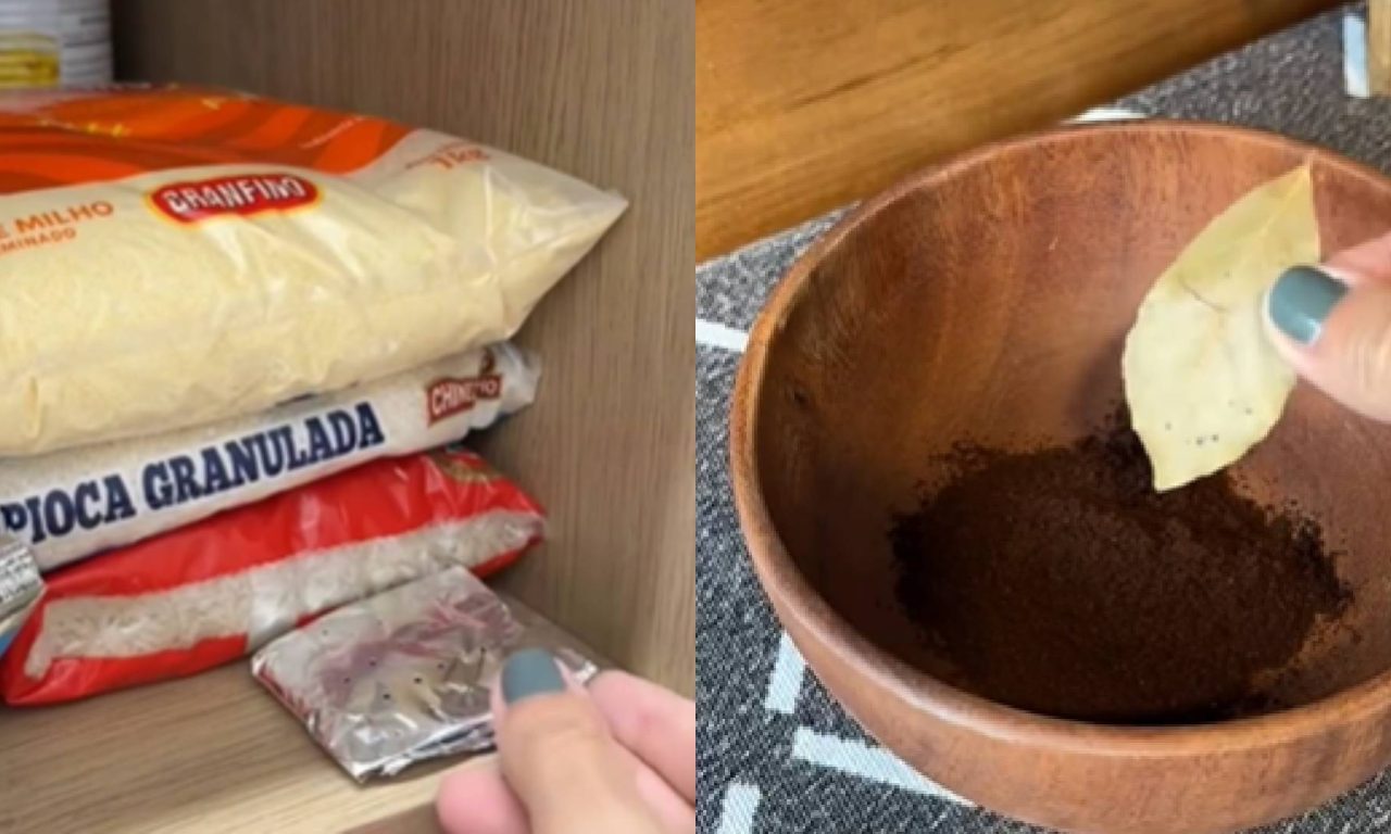 Truque rápido e fácil para se livrar das formigas dentro de casa
