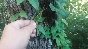Com efeito anti-inflamatório, planta alivia dores nas articulações e pode ser cultivada em casa