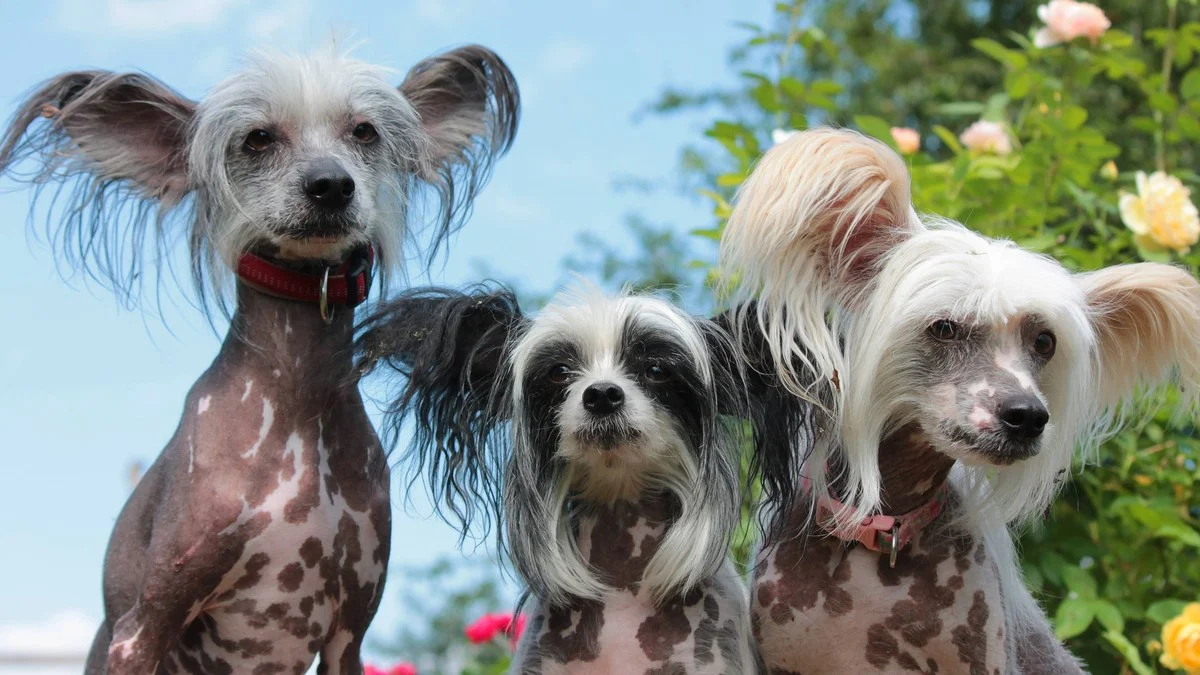 6 cachorros mais feios do mundo (o último é o mais engraçado)