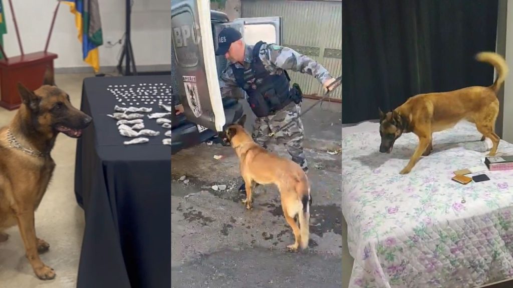 Cães-policiais auxiliaram na operação. (Foto: Divulgação/PM/PC)