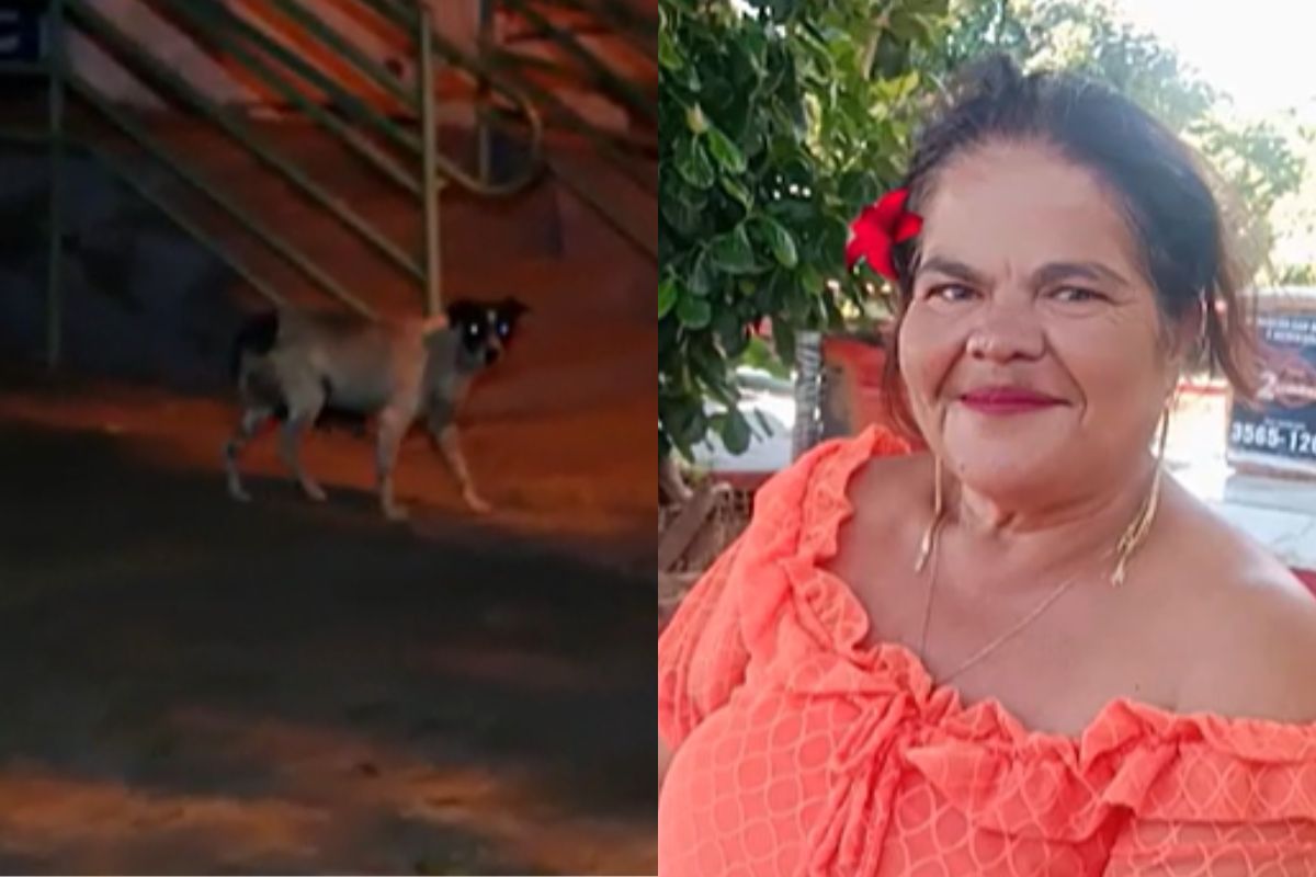 Cachorro de mulher assassinada em Goiânia ajuda polícia a desvendar crime