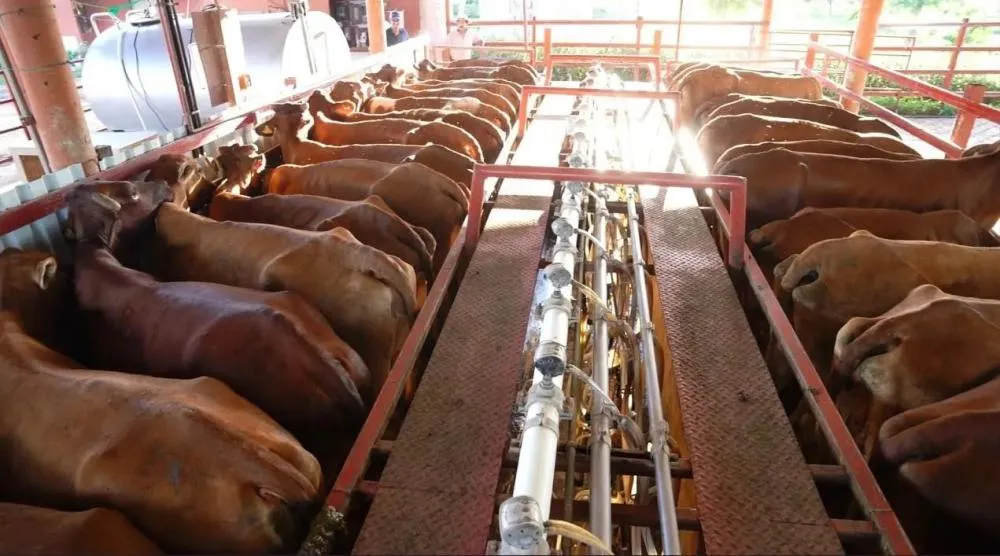 Conheça uma das maiores fazendas leiteiras do Brasil que está à venda e atraindo investidores internacionais