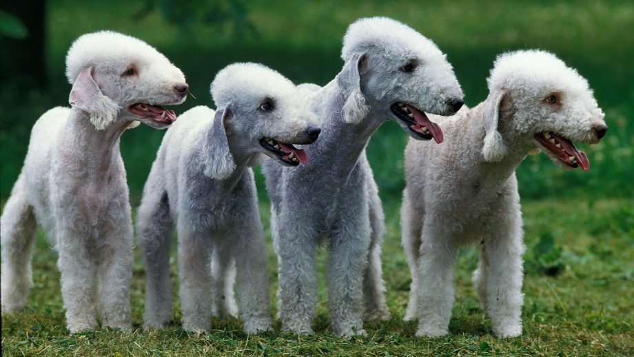 6 cachorros mais feios do mundo (o último é o mais engraçado)