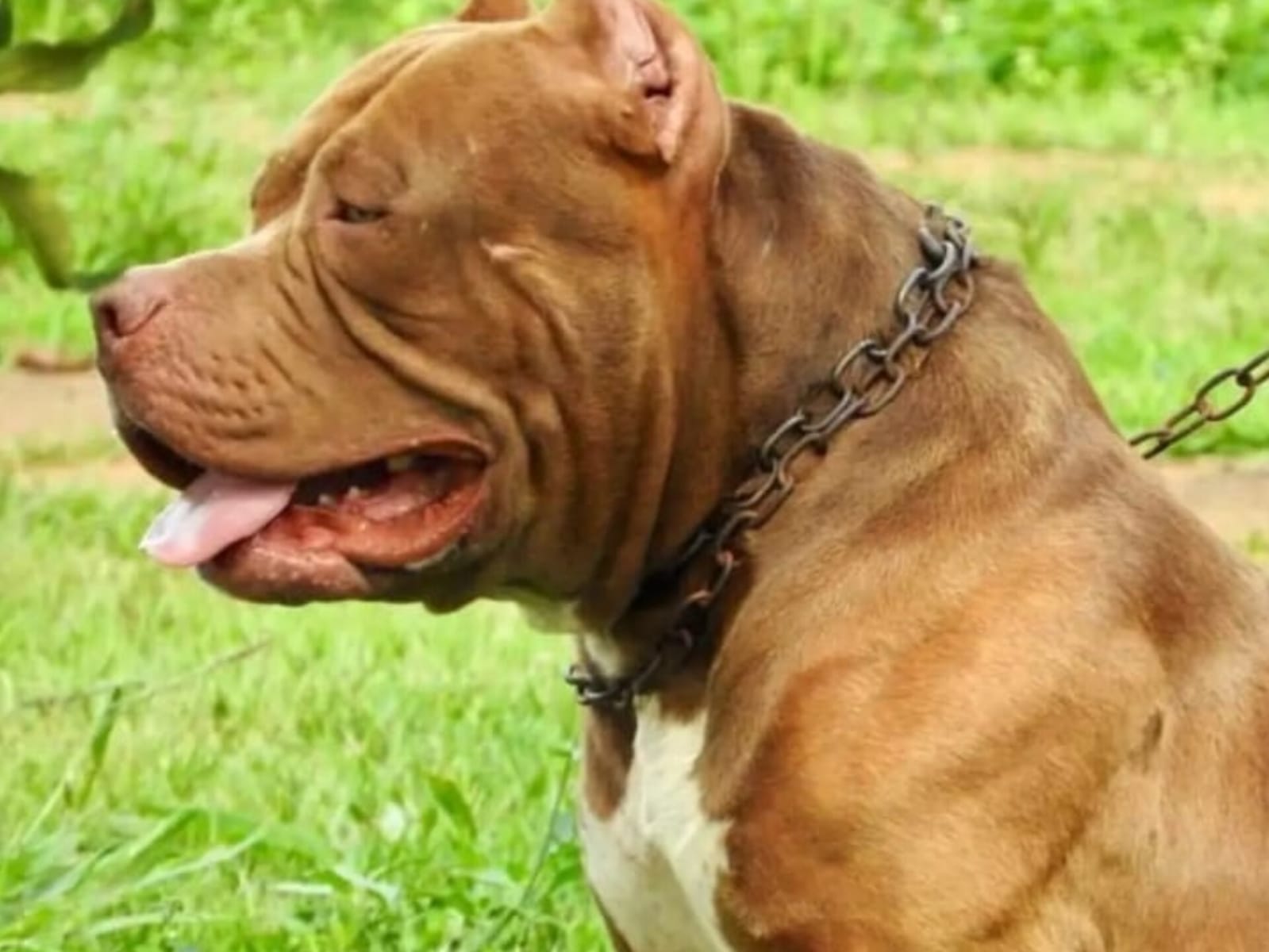 Pit bull: especialista de Anápolis explica sobre raça e dá dicas de convivência com crianças