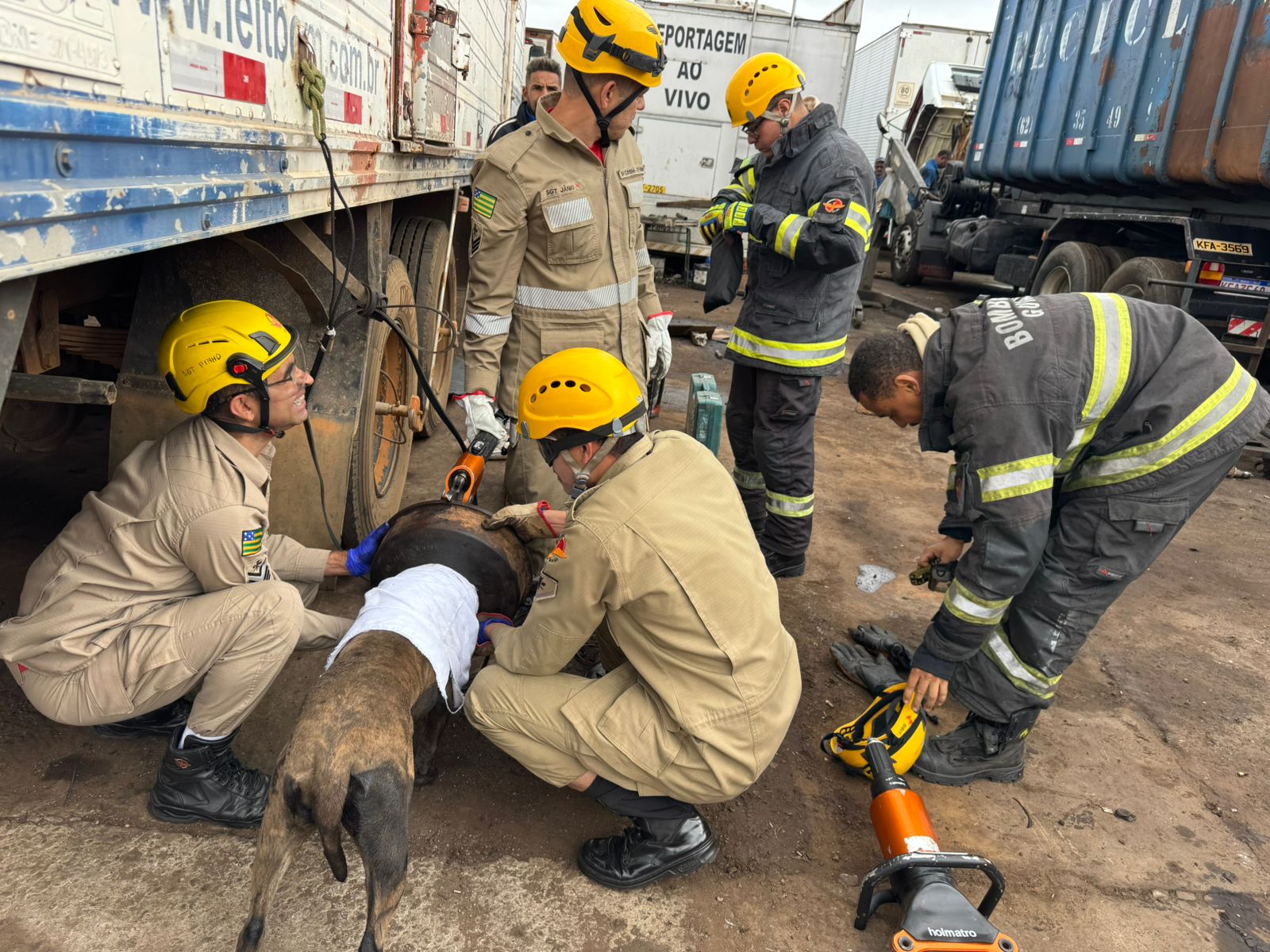 Cadela mecânica: animal de estimação dá trabalho para bombeiros em oficina de Aparecida de Goiânia