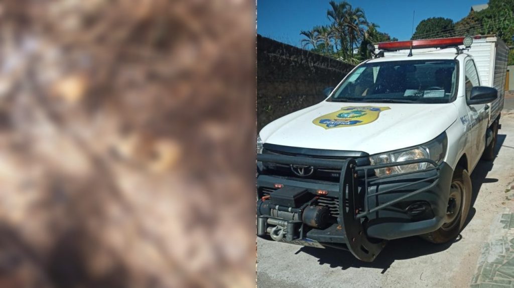 Homem aciona polícia em Anápolis ao ver o que o cachorro dele encontrou