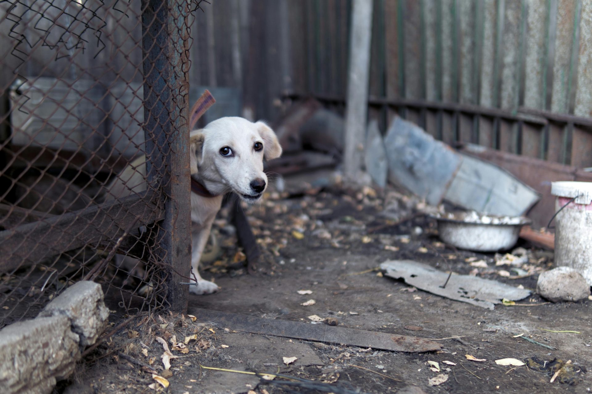 Frio de junho e o cuidado com os animais em situação de rua