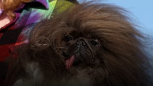 6 cachorros mais feios do mundo (o último é o mais engraçado)