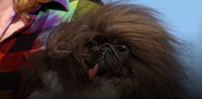 6 cachorros mais feios do mundo (o último é o mais engraçado)