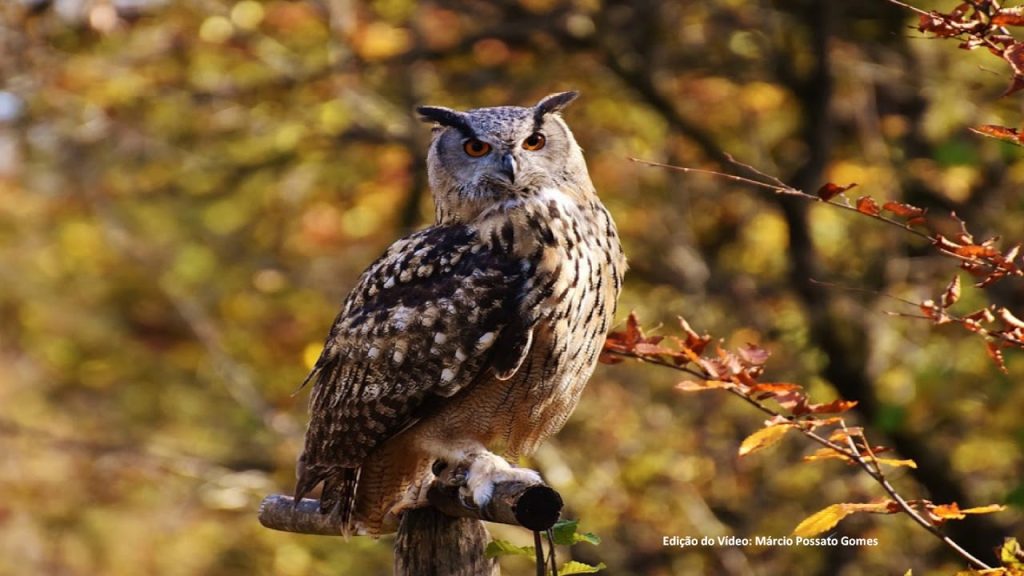 O que significa quando uma coruja aparece na porta da sua casa (não é o que você pensa)