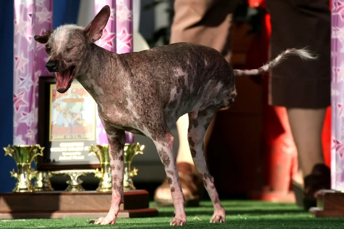 6 cachorros mais feios do mundo (o último é o mais engraçado)