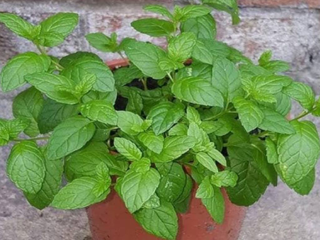 As três plantas que todo mundo deveria ter em casa (ajudam a afastar escorpião)