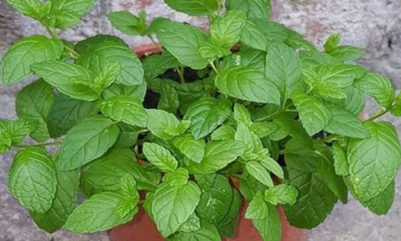 As três plantas que todo mundo deveria ter em casa (ajudam a afastar escorpião)