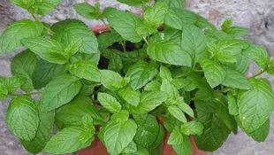 As três plantas que todo mundo deveria ter em casa (ajudam a afastar escorpião)