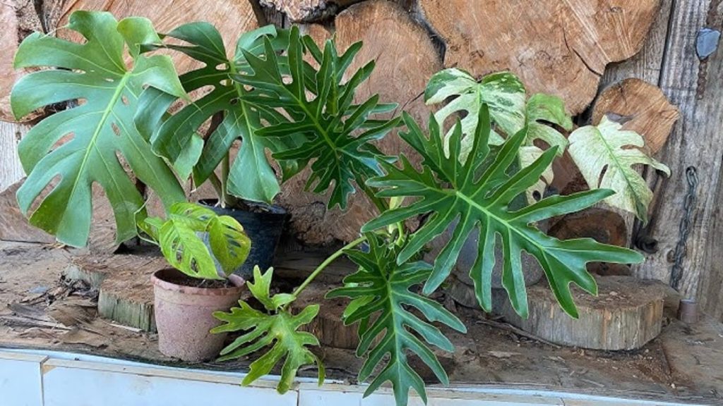 6 plantas de avó para ter em casa e ajudar a refrescar e purificar o ar