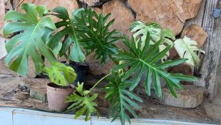 A planta perfeita para equilibrar a energia da casa e atrair sorte e crescimento