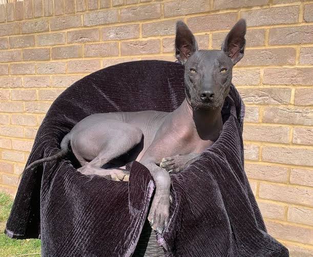 6 cachorros mais feios do mundo (o último é o mais engraçado)