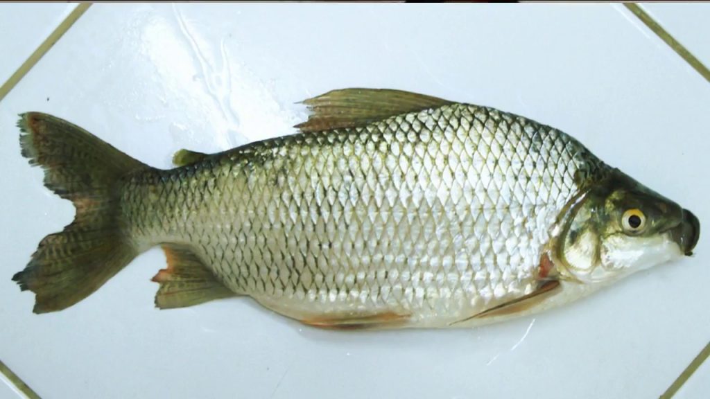 Conheça peixe que tem ganhado destaque mundialmente, mas poucos brasileiros conhecem