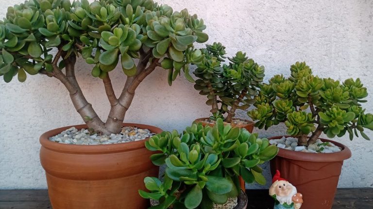 planta