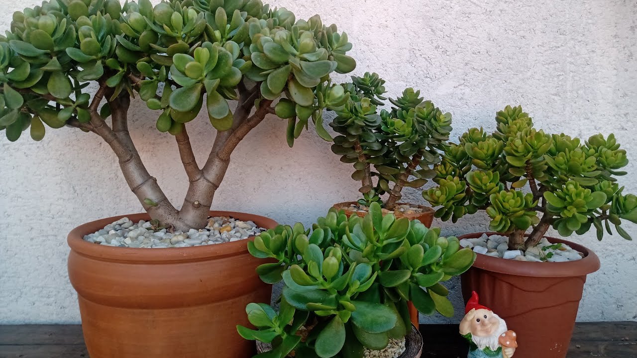 planta