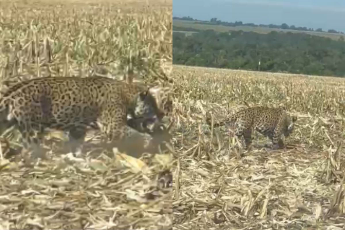 Onça-pintada é vista na zona rural de Goianésia; veja vídeo