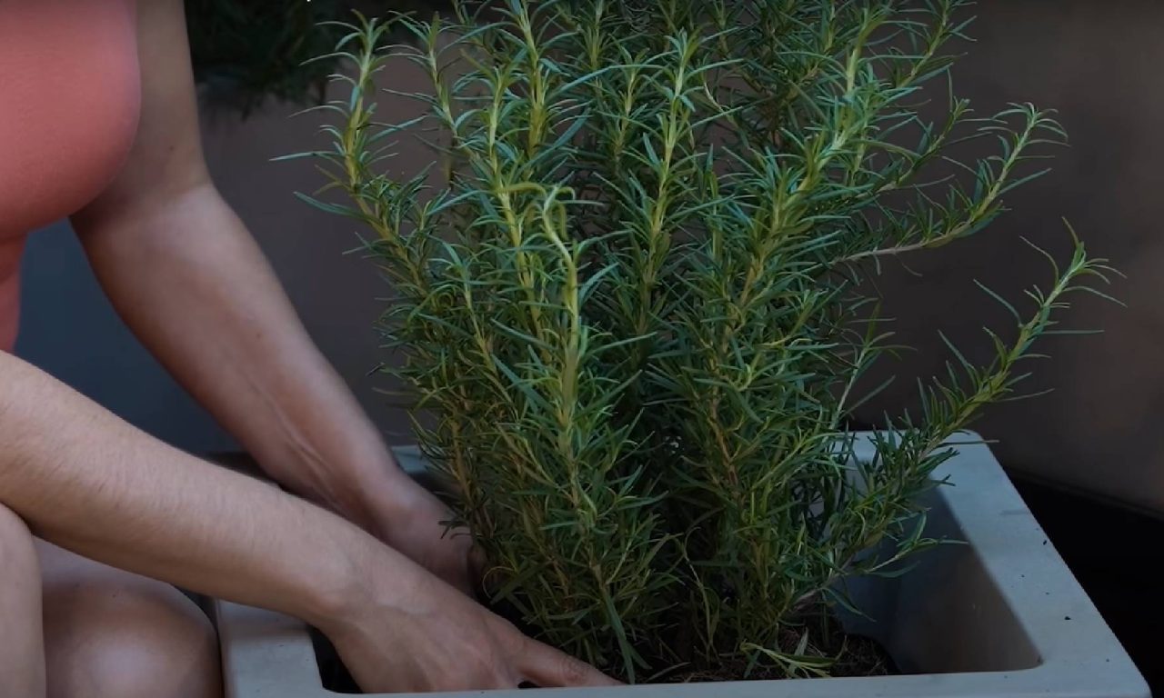 6 plantas que têm ação repelente e vão manter sua casa protegida dos ratos